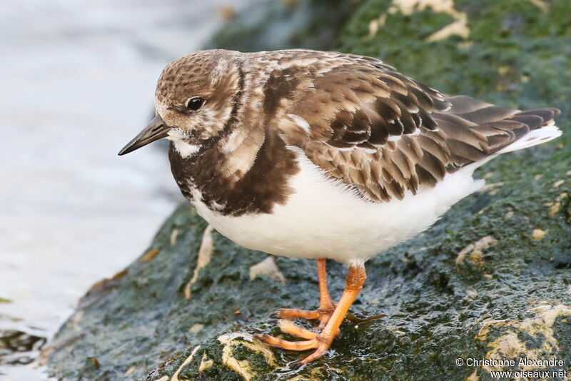 Ruddy Turnstone