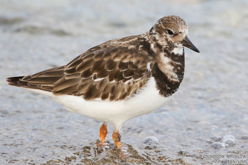 Ruddy Turnstone