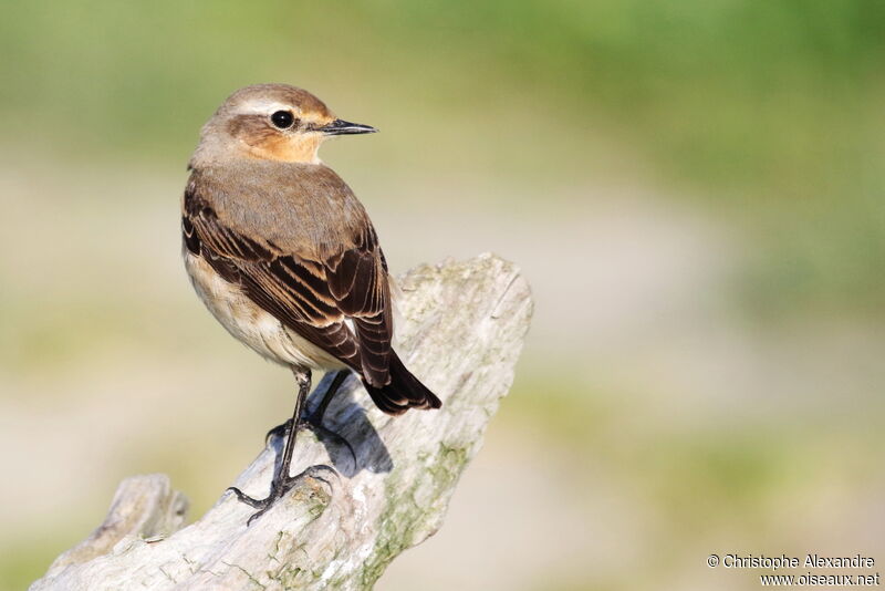 Northern Wheatear female adult