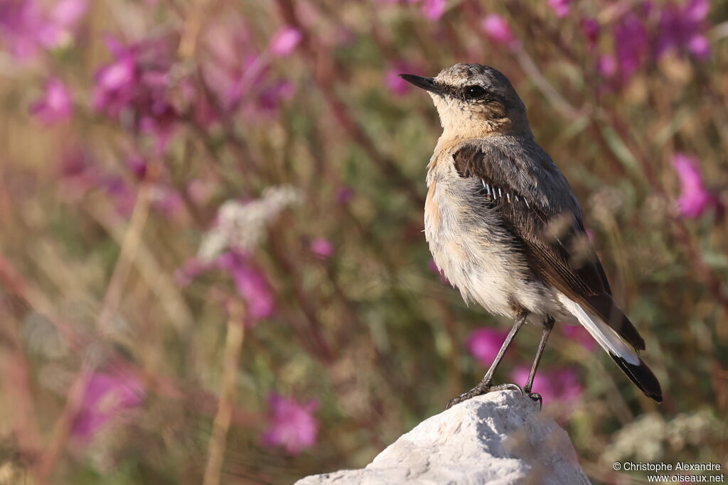 Northern Wheatear male adult transition