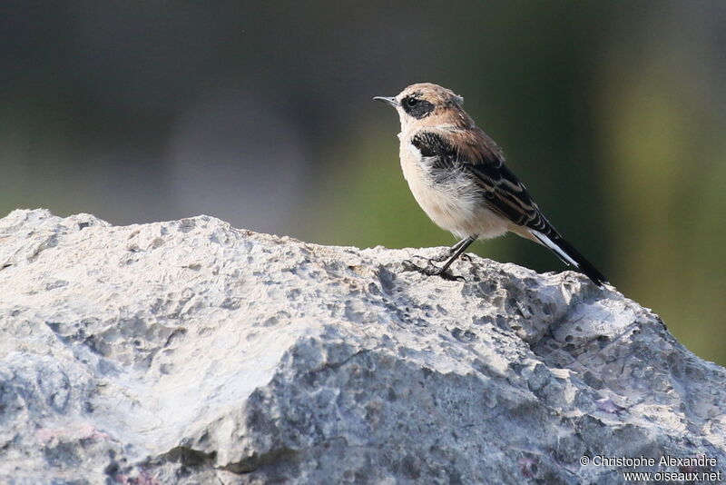 Western Black-eared Wheatear male