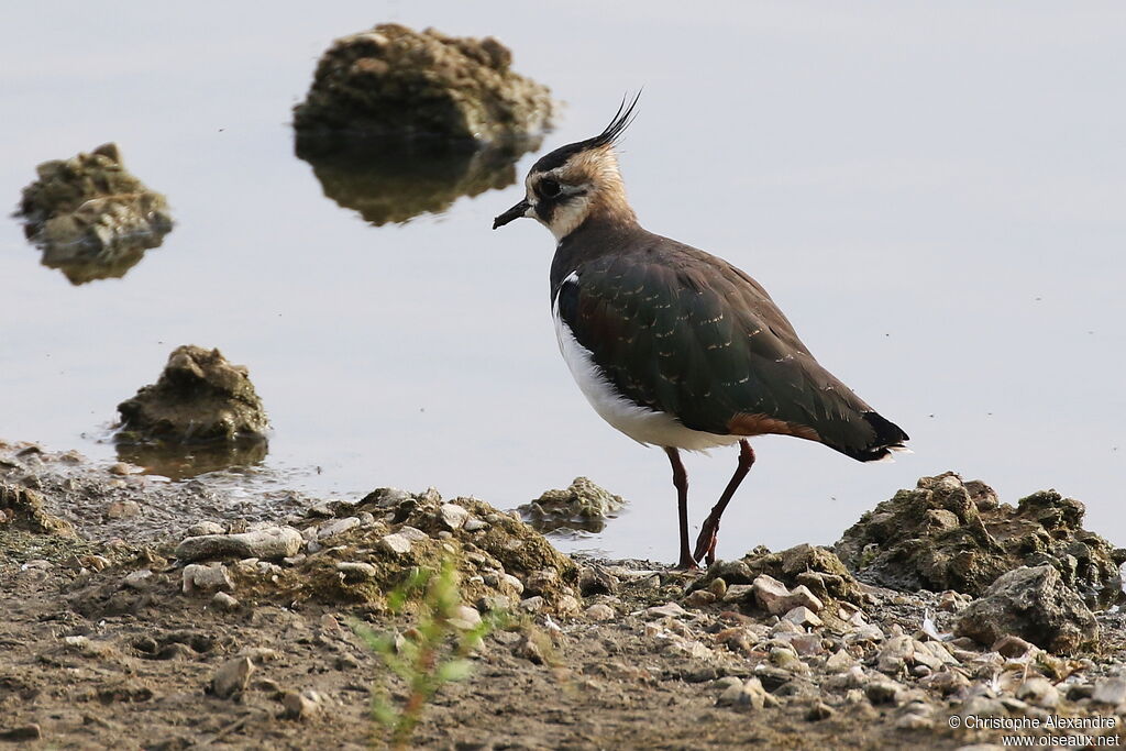 Vanneau huppéadulte