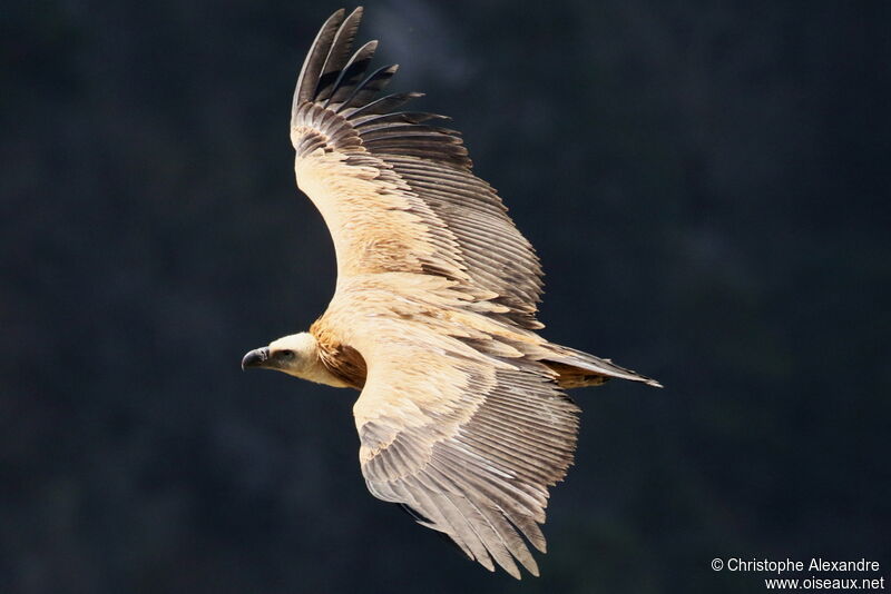 Vautour fauveadulte