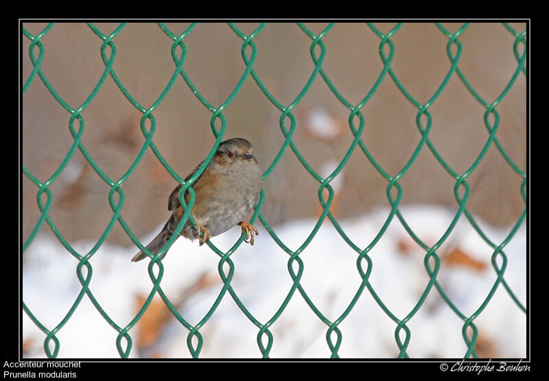 Accenteur mouchet, identification