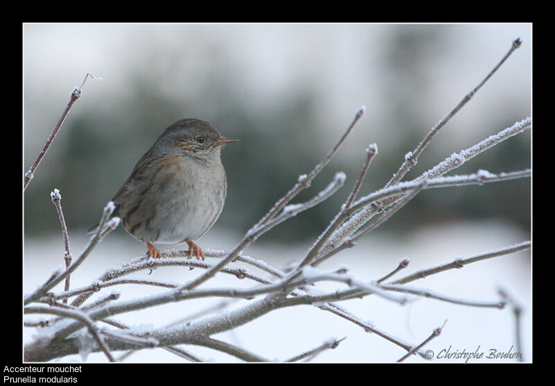 Dunnock, identification