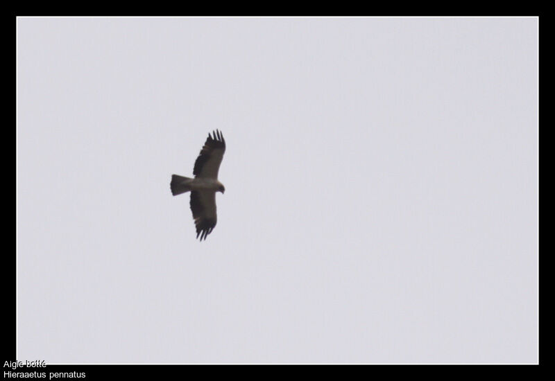 Booted Eagle, Flight