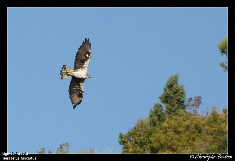 Bonelli's Eagle