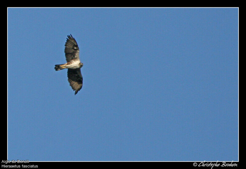 Aigle de Bonelli