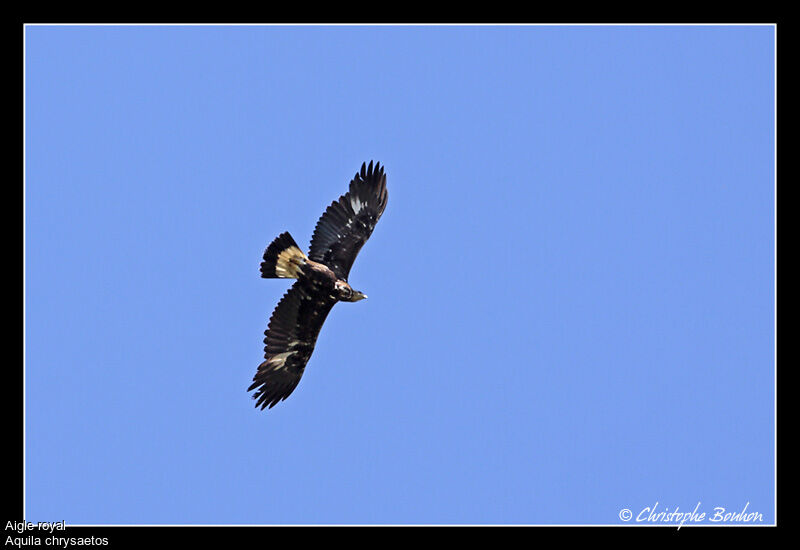 Golden Eagle, Flight