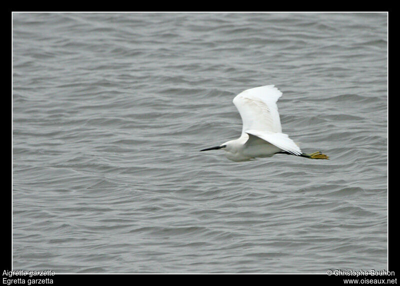 Little Egret