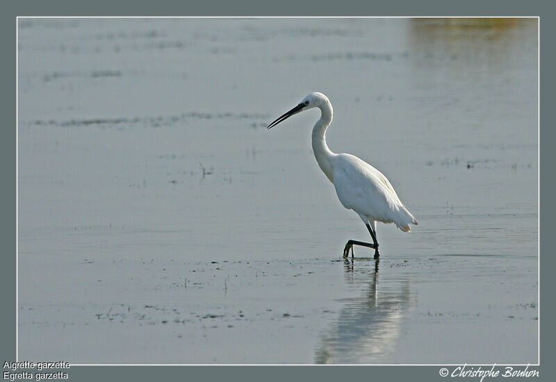 Aigrette garzette