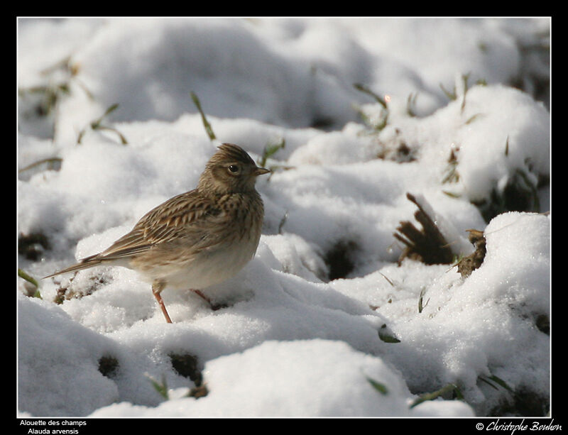 Eurasian Skylark