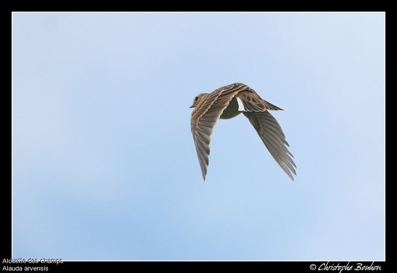 Eurasian Skylark