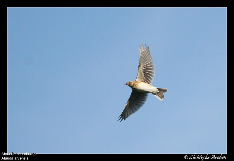 Eurasian Skylark