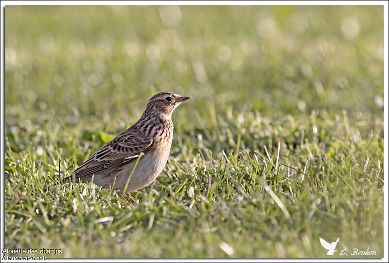 Eurasian Skylark, identification