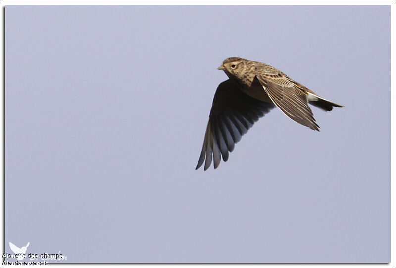 Eurasian Skylark, Flight