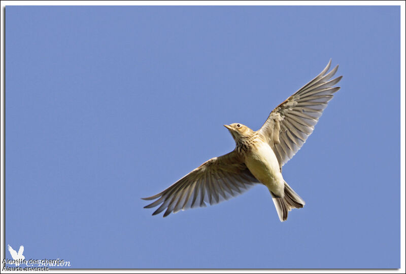 Eurasian Skylark, Flight