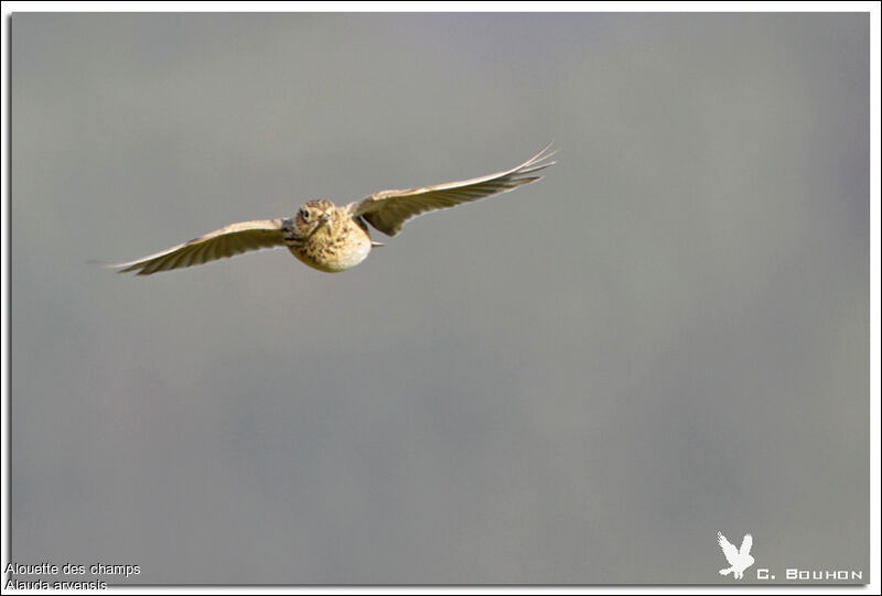 Eurasian Skylark, Flight