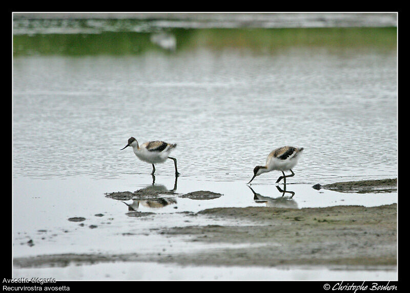 Avocette élégantejuvénile