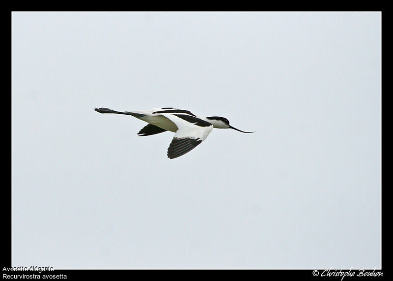 Pied Avocetadult