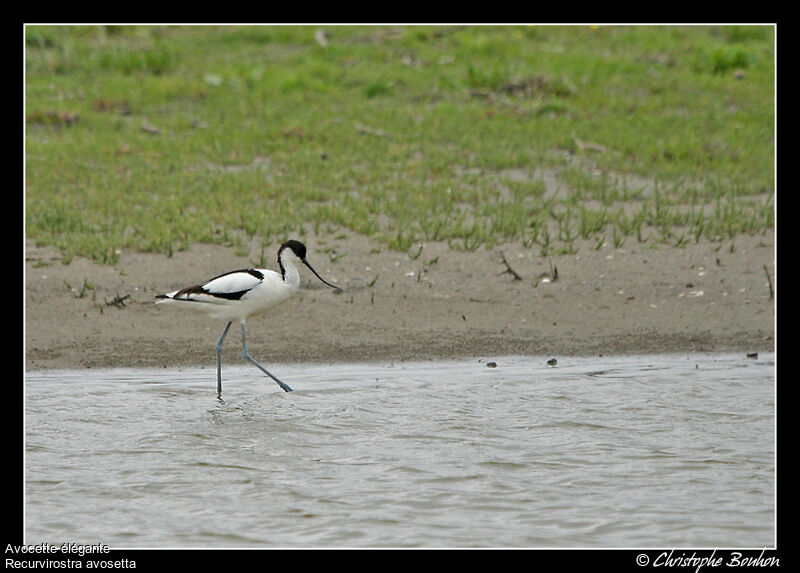 Avocette élégante