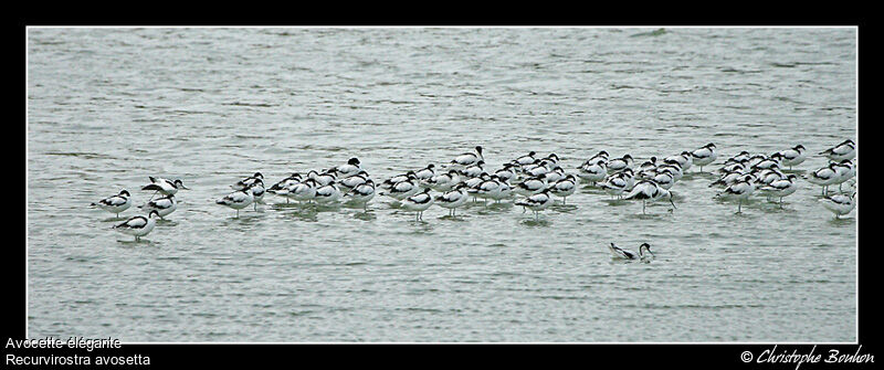 Avocette élégante