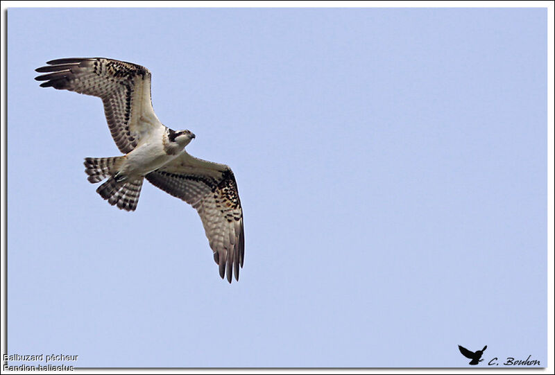 Balbuzard pêcheur, Vol