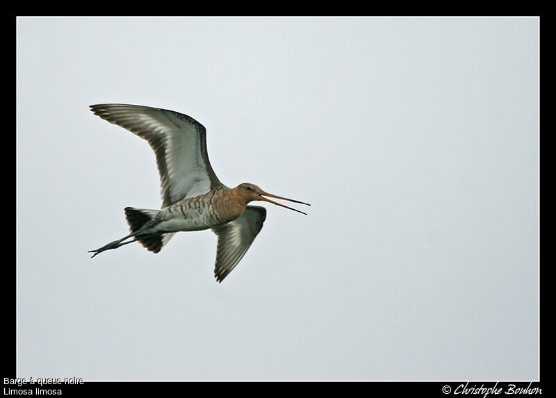 Black-tailed Godwit