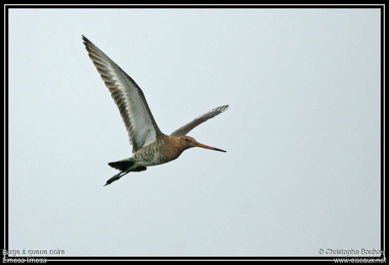 Black-tailed Godwit