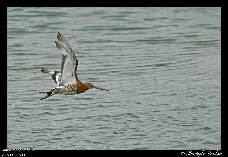 Black-tailed Godwit