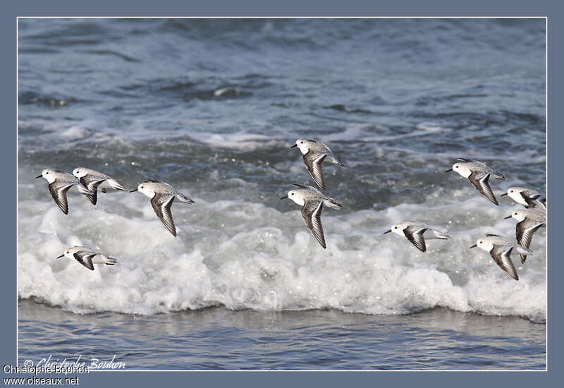 Sanderling, habitat