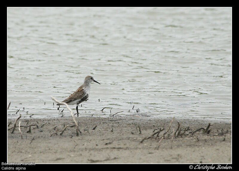 Bécasseau variable