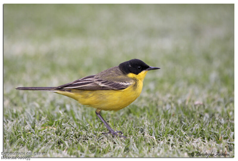 Western Yellow Wagtail (feldegg)adult, identification