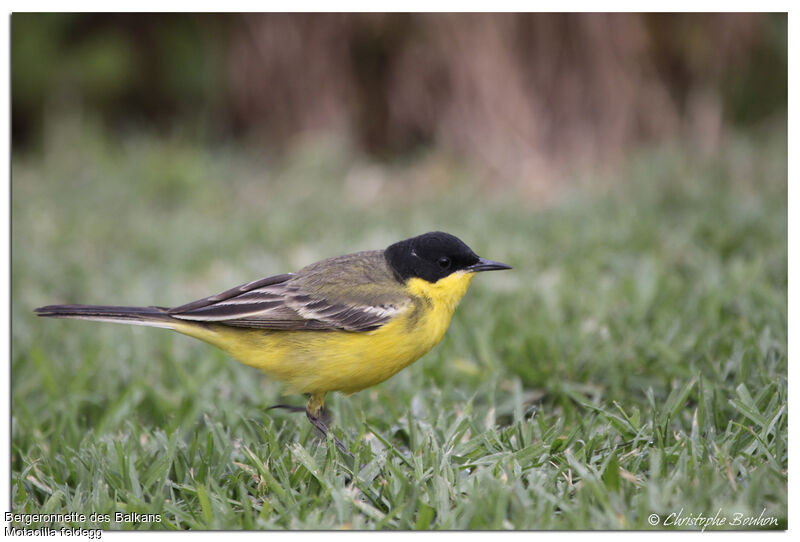 Western Yellow Wagtail (feldegg)adult, identification