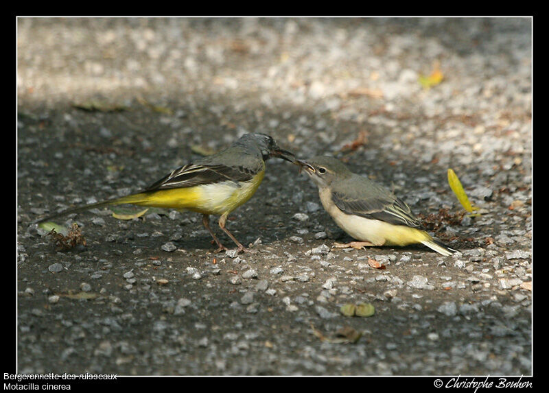 Grey Wagtail