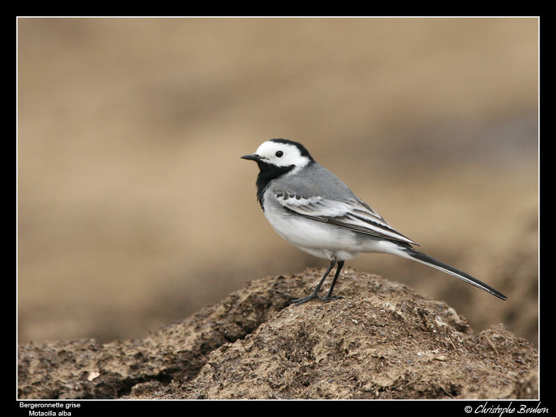 White Wagtail