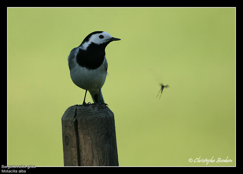 White Wagtail