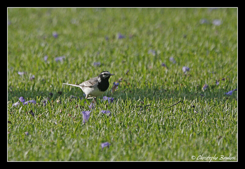 White Wagtail, identification