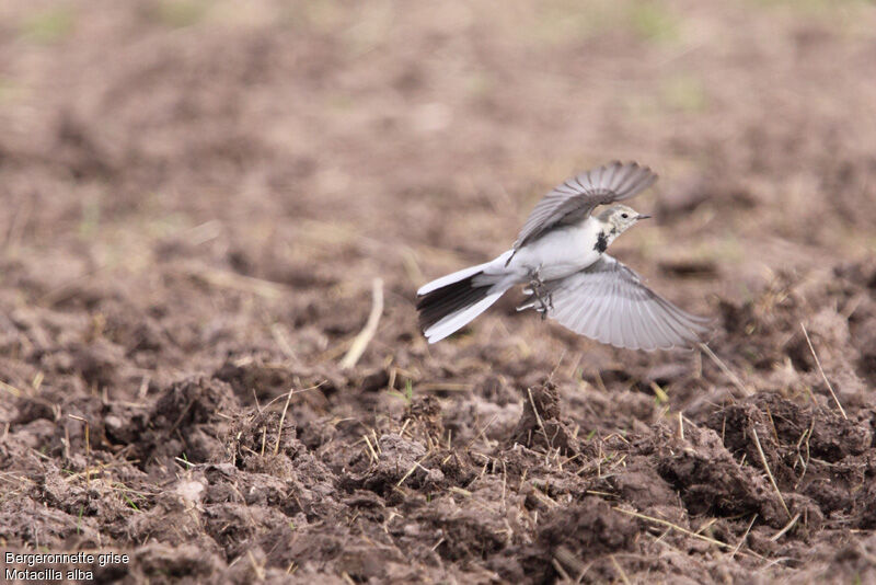 White Wagtail, Flight