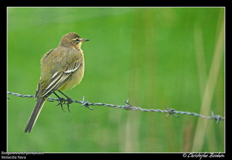 Western Yellow Wagtail