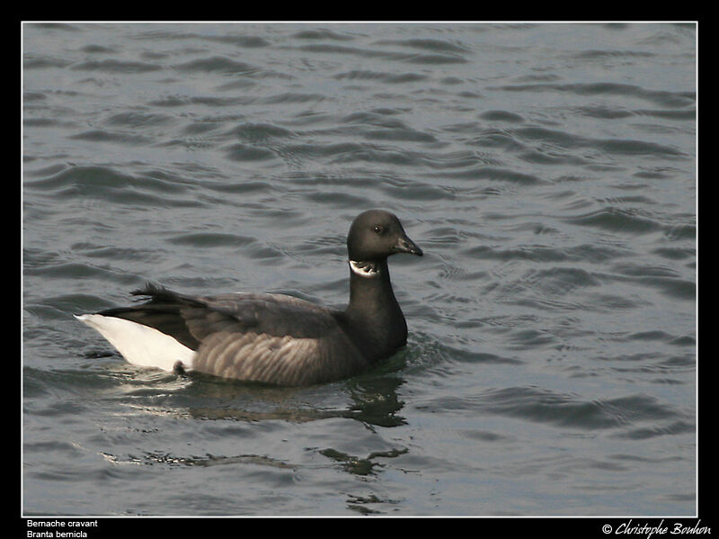 Brant Gooseadult