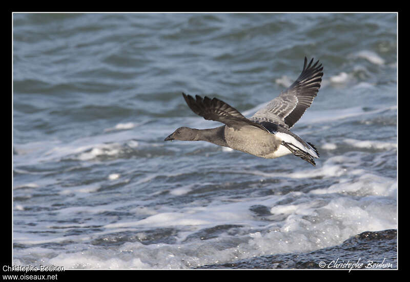 Brant GooseFirst year, pigmentation, Flight