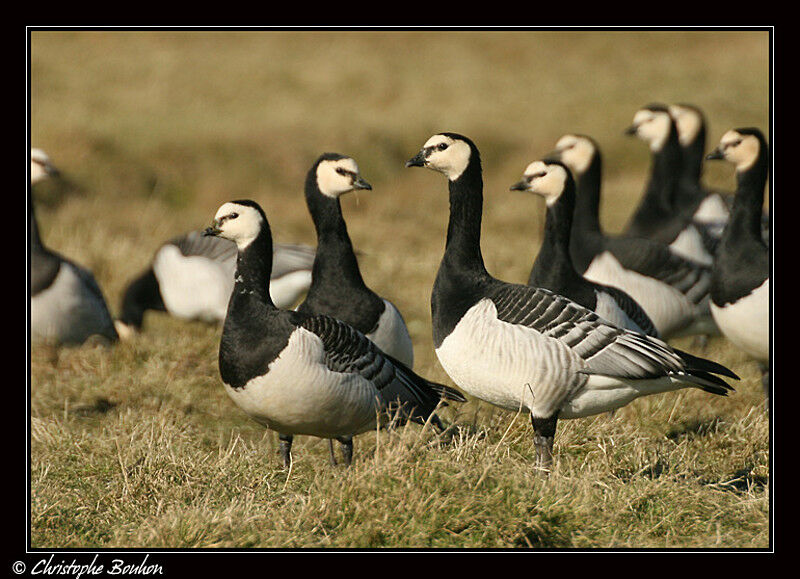 Barnacle Goose