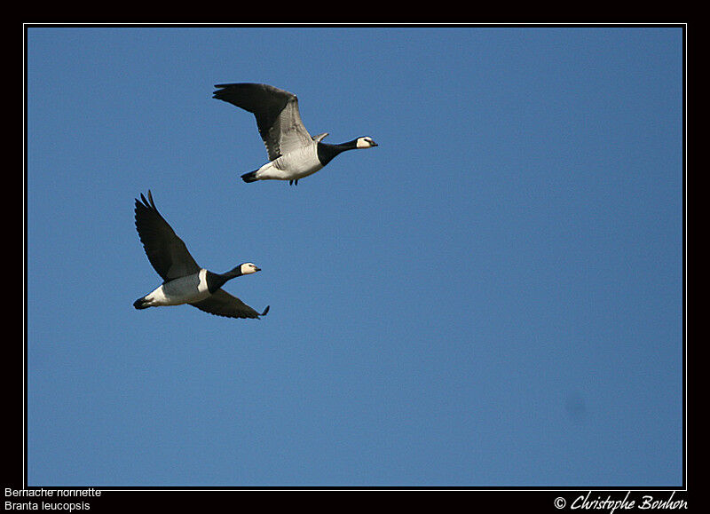 Barnacle Goose