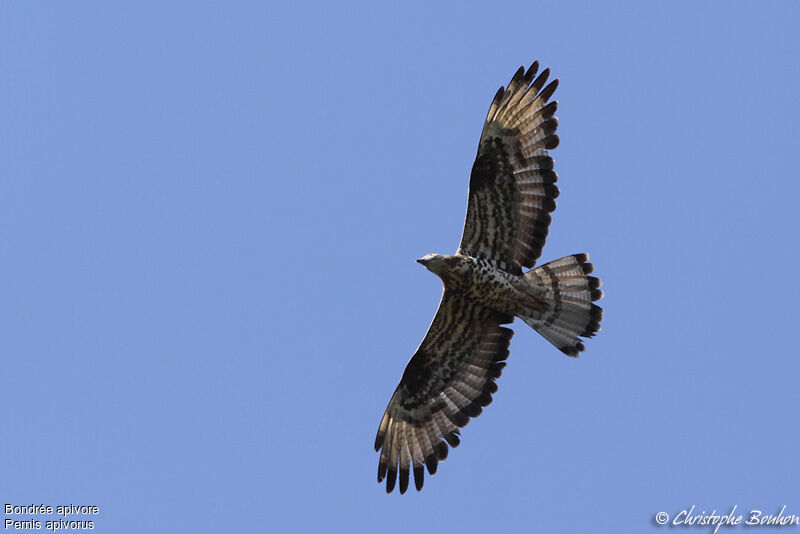 European Honey Buzzard, Flight