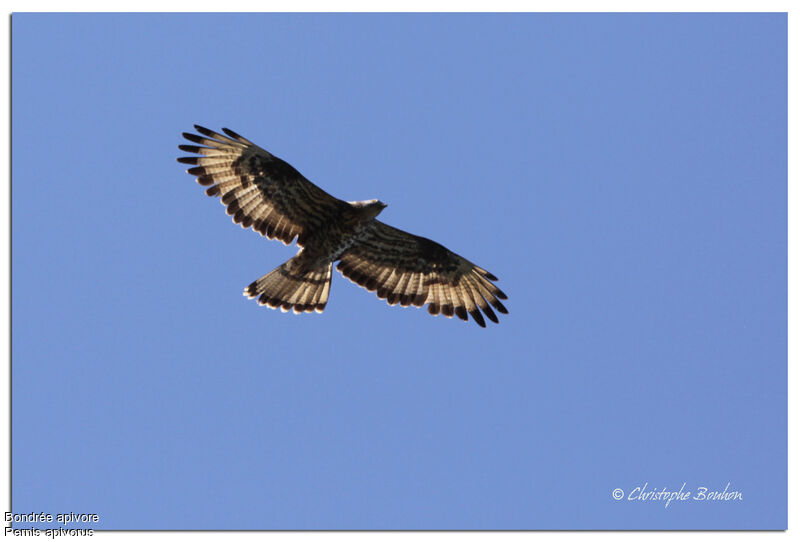 European Honey Buzzard male, Flight