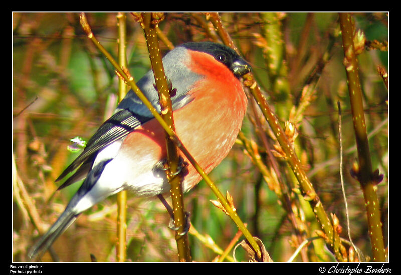 Eurasian Bullfinch