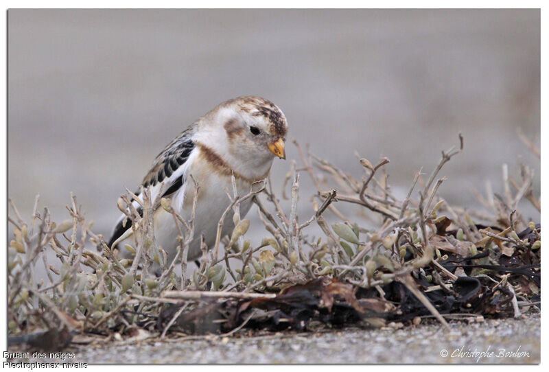 Snow Bunting