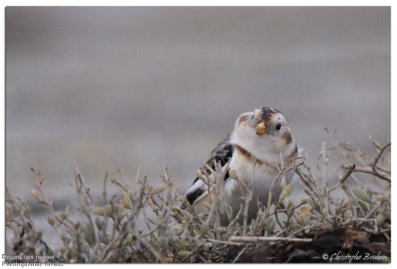 Bruant des neiges