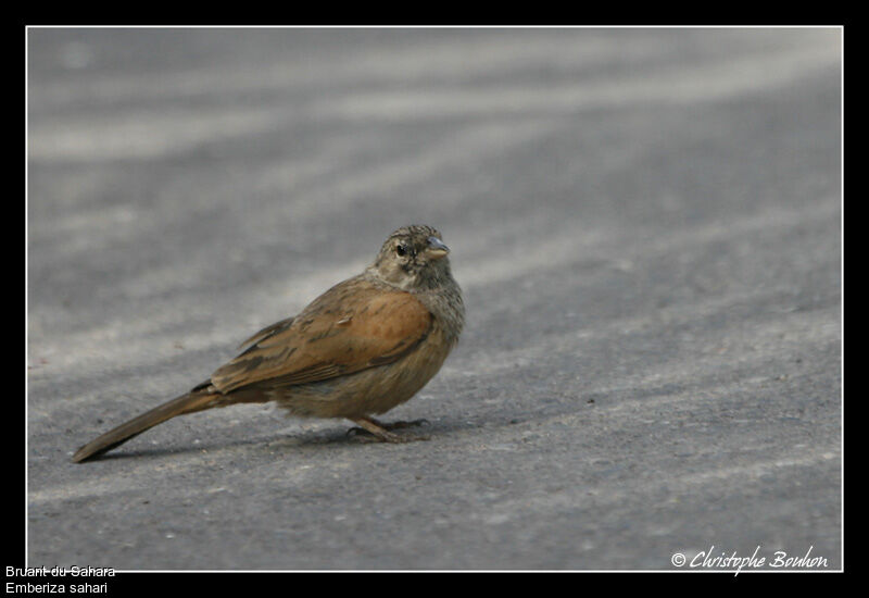 Bruant du Sahara femelle, identification